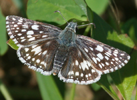 Common Checkered Skipper